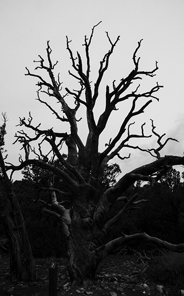 tree on Harpers Corner Trail