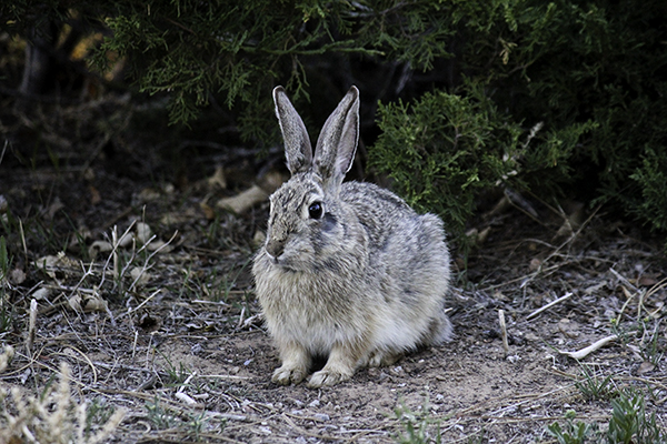 rabbit at Dinosaur National Monument Canyon Area visitor center