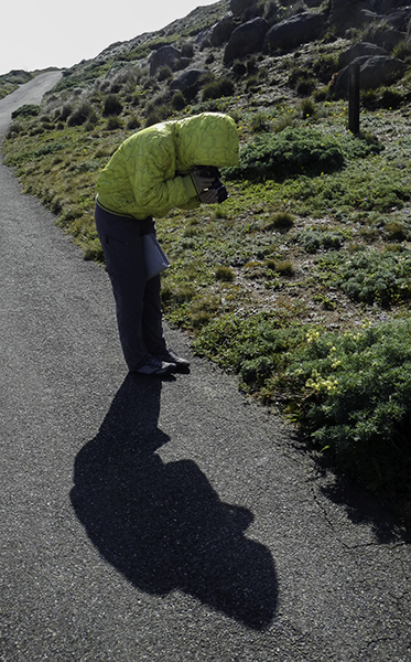 me and my shadow photographing flowers - by Caleb