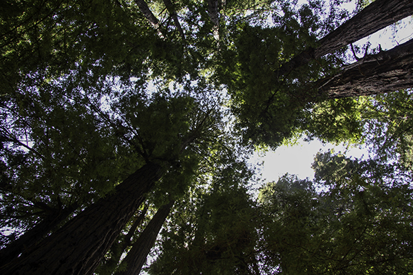 Muir Woods