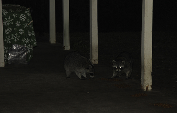 cheap cat food - throw it out