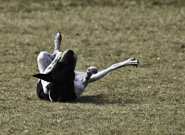 dogs legs broken - throw it out