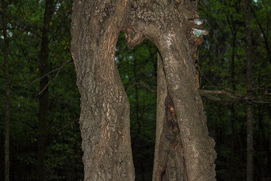 one tree - two trunks