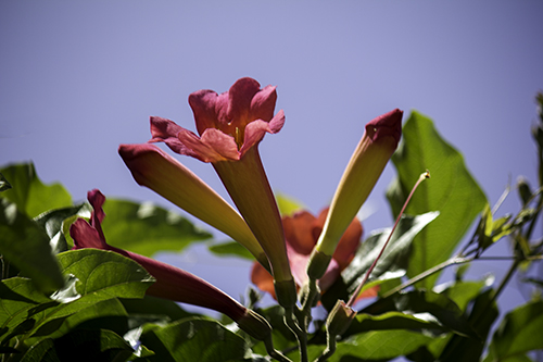 pretty flower in downtown San Diego