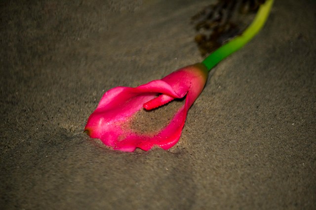 a pink flower in the sand