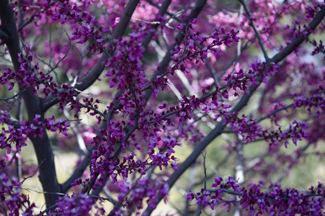 purple plant near parking lot