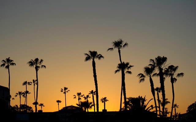sunset among the trees