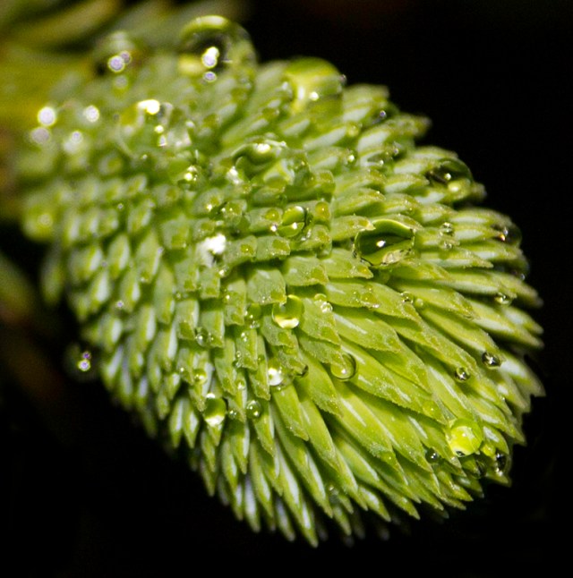 dew drops on an Oregon beach plant
