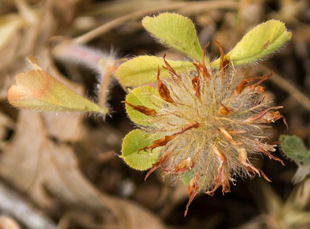 flower on the roadside