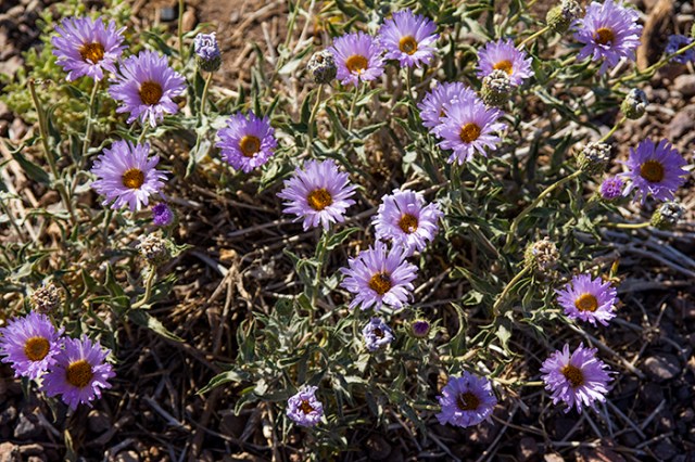 purple Mojave Aster in Death Valley
