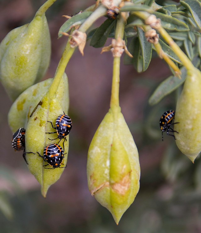 Candy Corn Bugs (not official name)