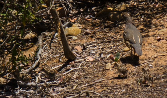 how many quail do you see?