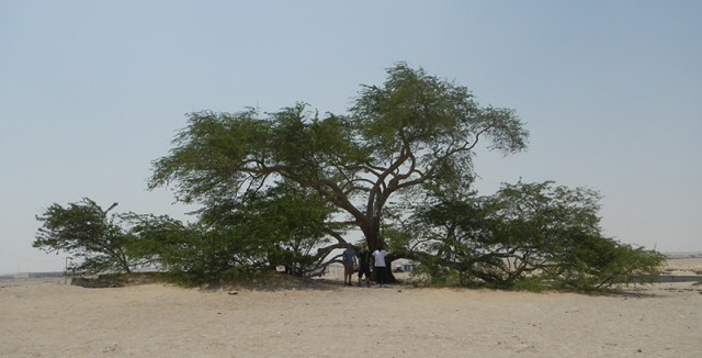 Chaz, Peterson, and Hallman at the Tree of Life