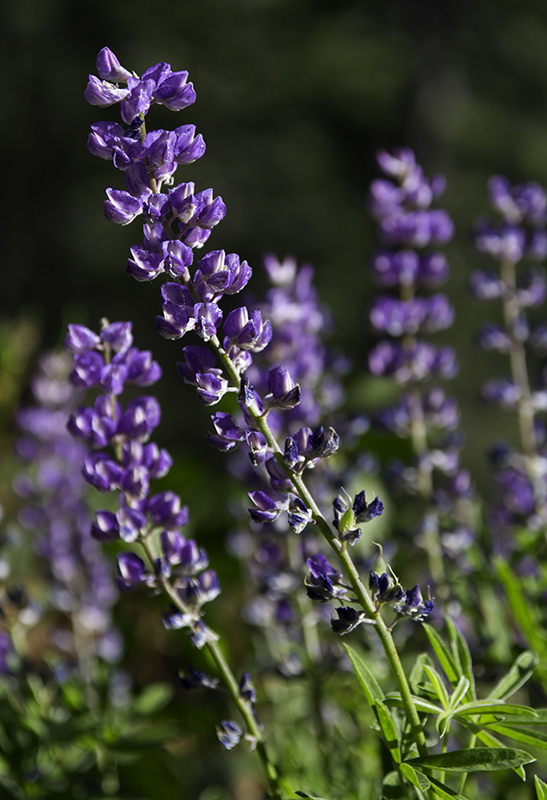 purple lupine