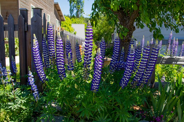 Lupine in Roslyn