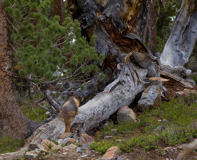yellow-bellied marmot