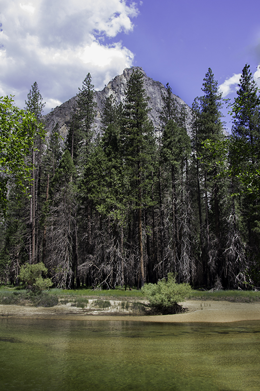 mountain, trees, and water
