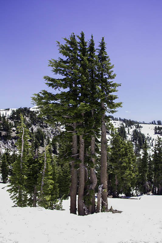 trees huddling together to stay warm