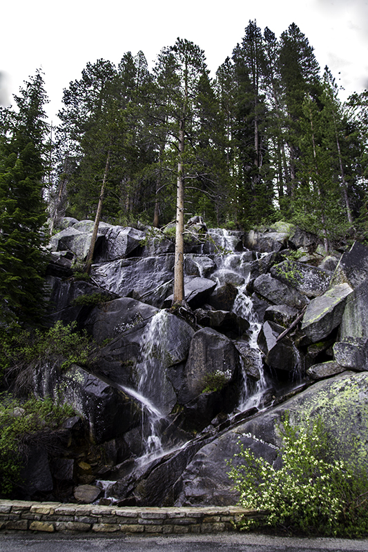tree growing on rocks