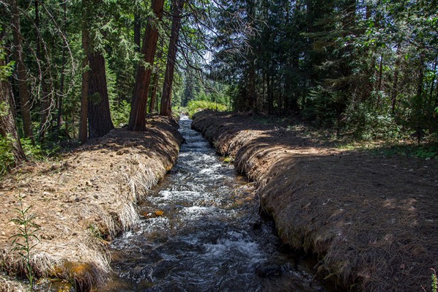 a river in the woods