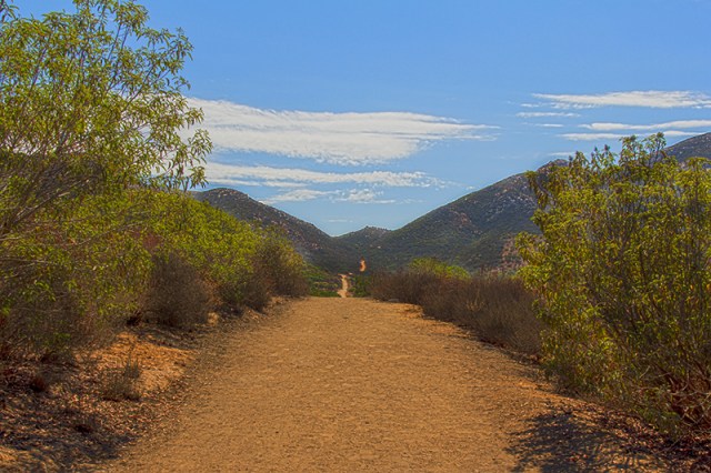 out of the grove and into the sun