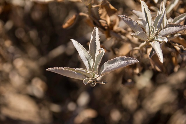 a simple plant along the way
