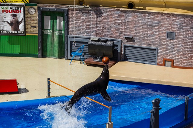 basketball competition at Sea Lions Live