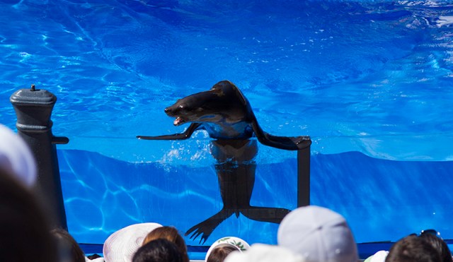sea lion telling jokes at Sea Lions Live