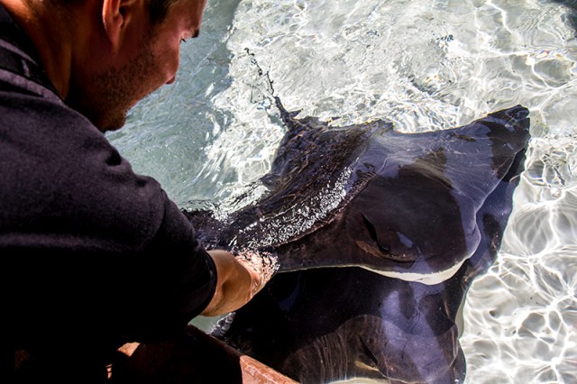 Piotr petting a manta ray