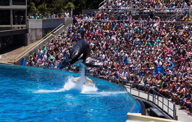 a jumping Orca
