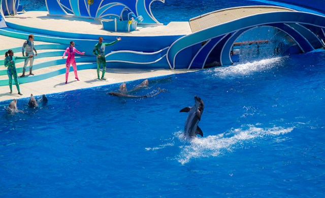 dolphin walking on water at Blue Horizons