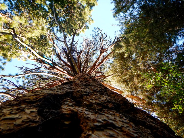 Caleb's view of the branches