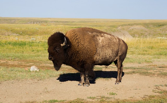buffalo