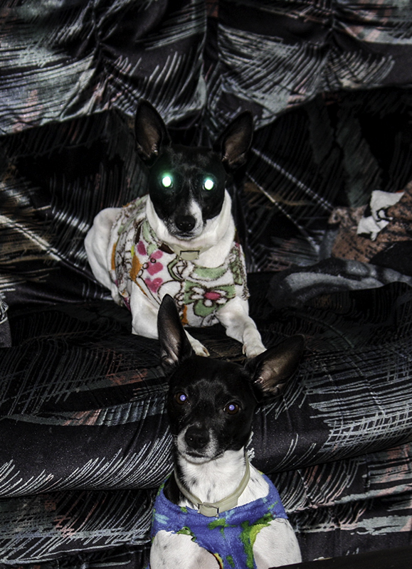 bums, Sparky and Piggy, that live with us