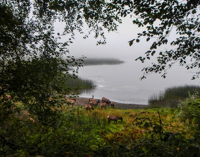 spying on elk - by Caleb