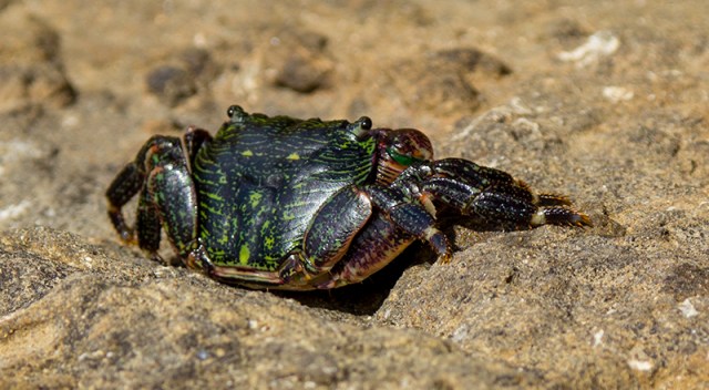 lined shore crab