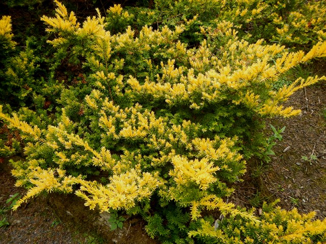 new growth in the Hoyt Arboretum - by Caleb