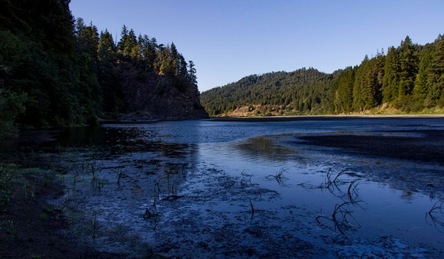 Eel River in the Redwoods