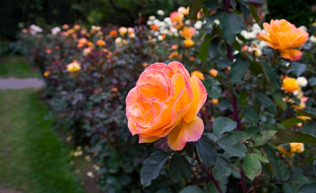 strawberry-cheese rose