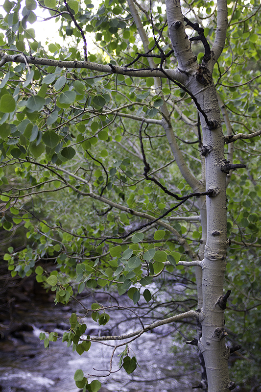 a place beyond the bark