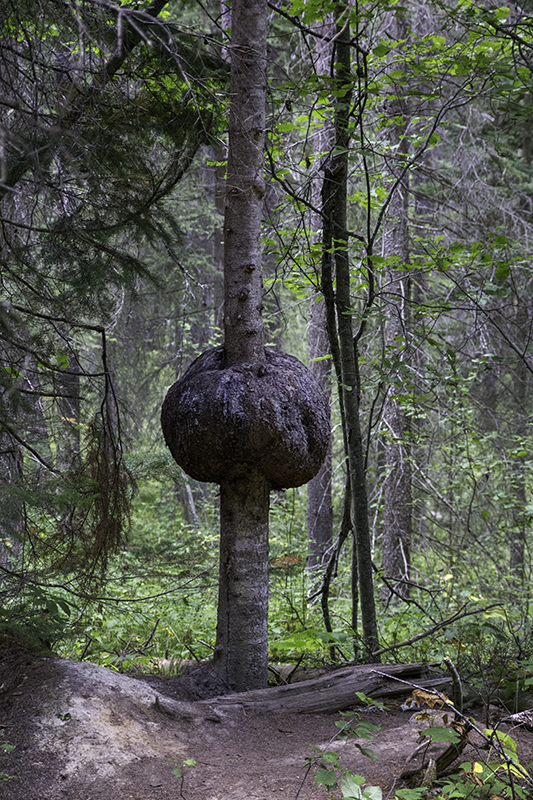 the tree that ate too many donuts