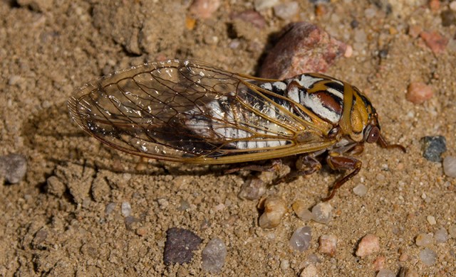 beauty at Sand Creek