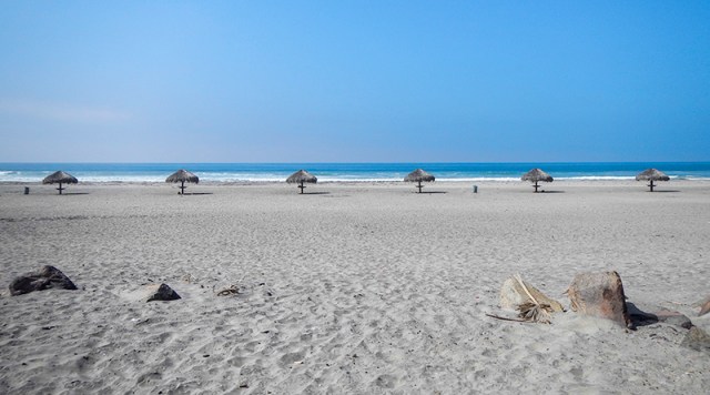 palm frond umbrella beach