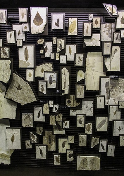 fossil leaf collection