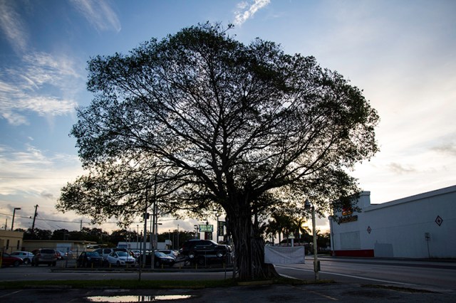 a tree in Miami