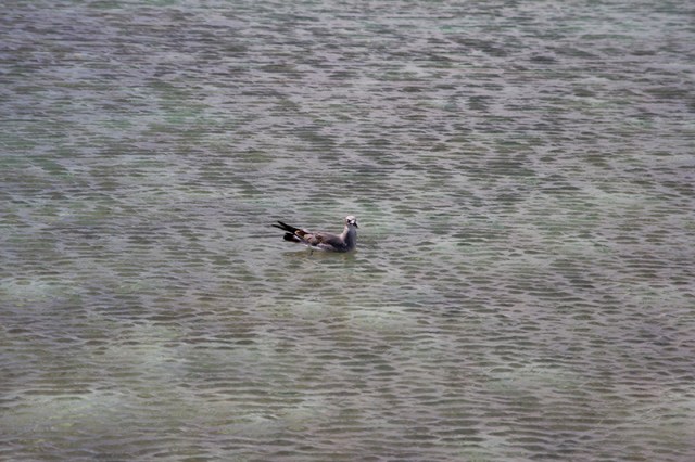 bird floating south of Bush Key