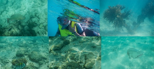 Caleb's underwater collage 