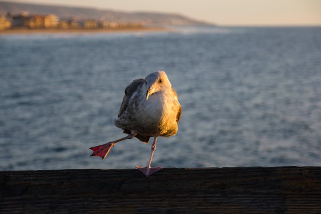 stretching seagull