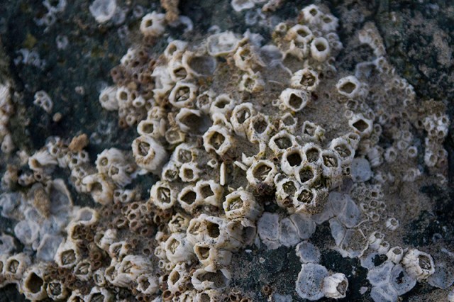 sharp barnacles