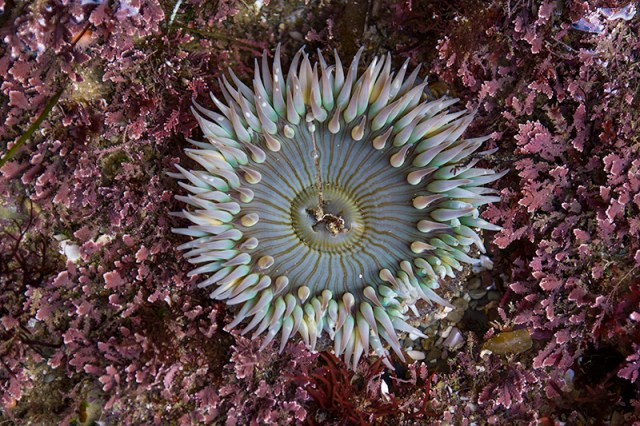 staring at a showy anemone